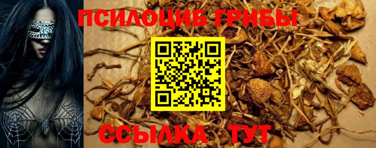 Галлюциногенные грибы Psilocybe  Вход с VPN  Ногинск 